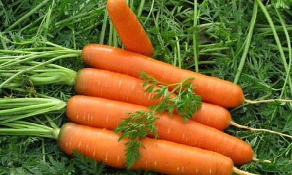 морковь (600x360, 226Kb)