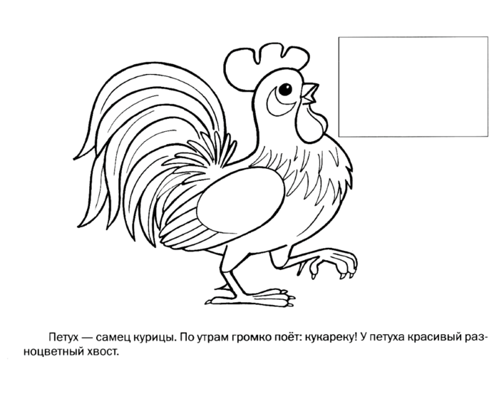 Домашние Птицы Раскраска Для Детского Сада