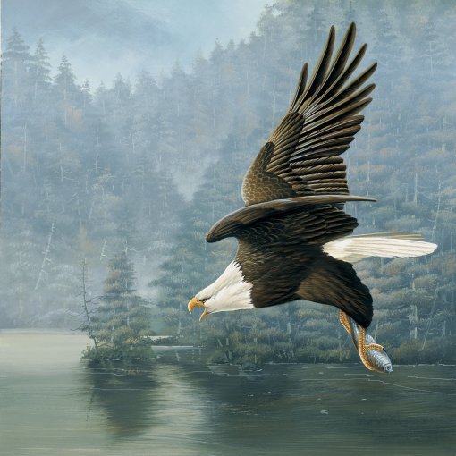 Jan-Weenink-Eaglewildlife (510x510, 77Kb)