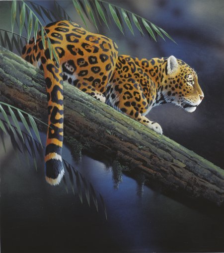 Jan-Weenink-Jaguar-in-tree (451x510, 78Kb)