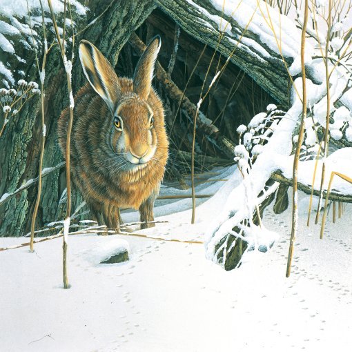 Jan-Weenink-Rabbit- (510x510, 124Kb)