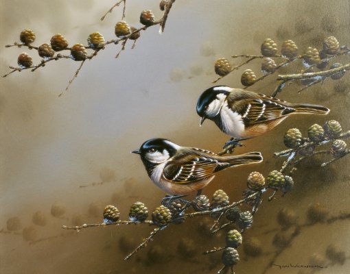 Jan-Weenink-Two-birds-on-branch (510x400, 63Kb)