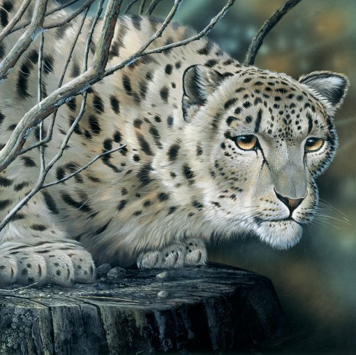 Jan-Weenink-White-tiger (510x508, 119Kb)
