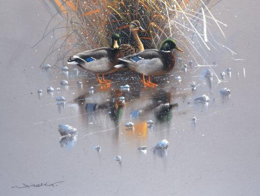 Jan-Weenink-Winter-birds-IV (510x385, 59Kb)