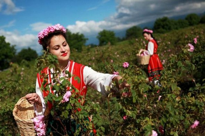 Долина Роз в Болгарии 1 (700x465, 89Kb)