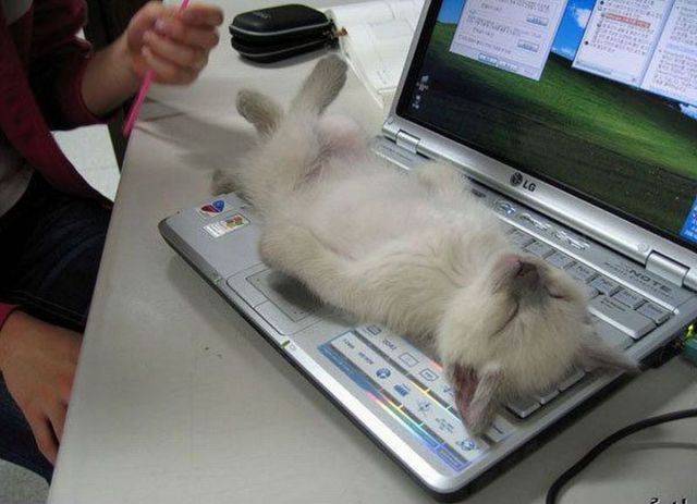 these_funny_animals_640_01 (640x463, 45Kb)