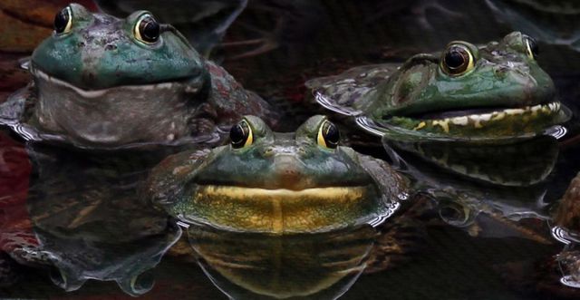 these_funny_animals_640_09 (640x331, 38Kb)