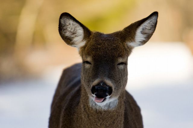 these_funny_animals_640_11 (640x426, 27Kb)