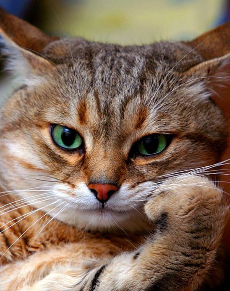 these_funny_animals_640_13 (474x600, 63Kb)