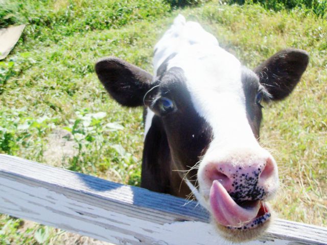 these_funny_animals_640_15 (640x480, 63Kb)