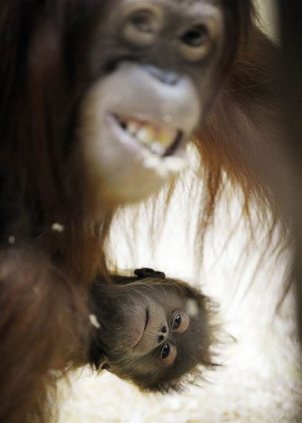 these_funny_animals_640_36 (429x600, 27Kb)