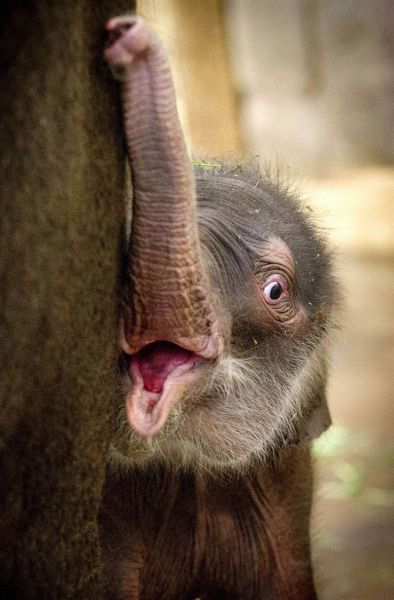 these_funny_animals_640_40 (394x600, 37Kb)