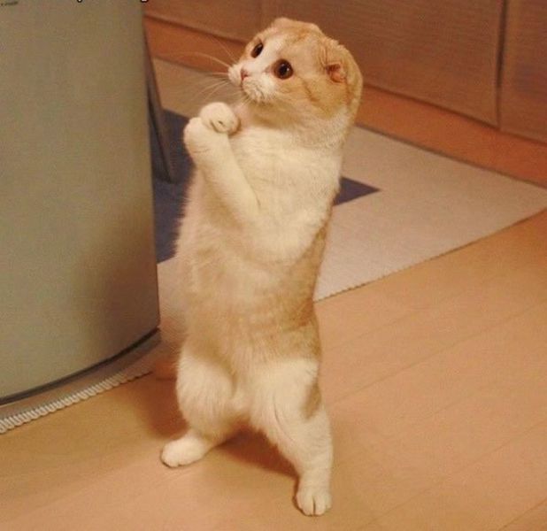 these_funny_animals_640_45 (618x600, 34Kb)