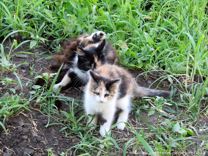 IMG_1747 (700x525, 472Kb)