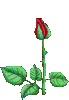 Роза распускается (69x100, 28Kb)