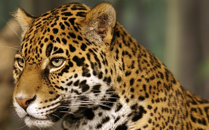 big_cats_004 (700x437, 158Kb)