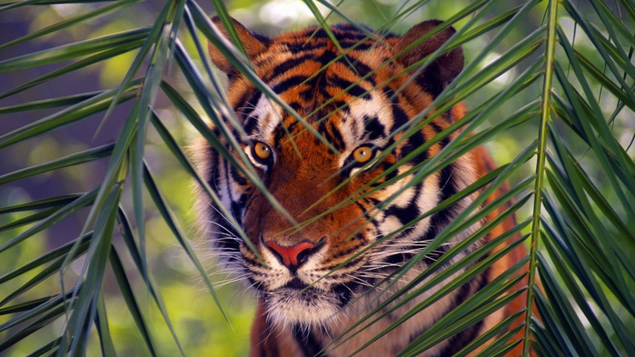 big_cats_017 (700x393, 144Kb)