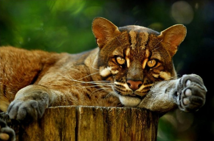 big_cats_024 (700x464, 113Kb)