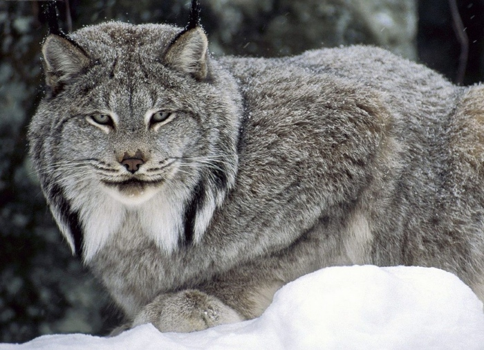 big_cats_047 (700x506, 173Kb)