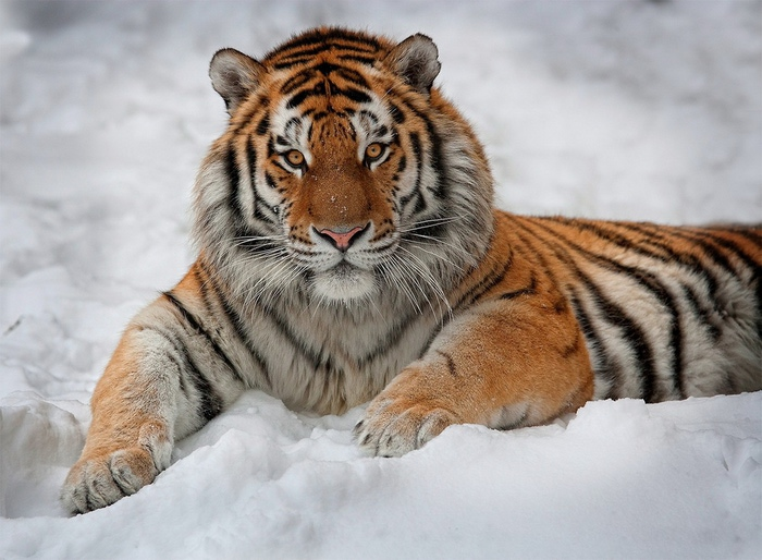 big_cats_075 (700x514, 139Kb)