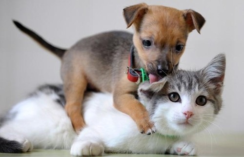 affection-animal-animal-love-animals-cat-cats-Favim.com-40393 (500x322, 44Kb)
