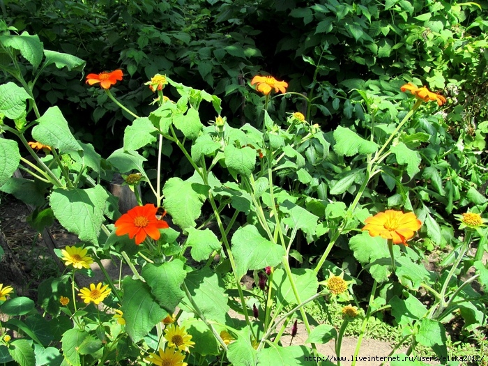 IMG_3262 (700x525, 474Kb)