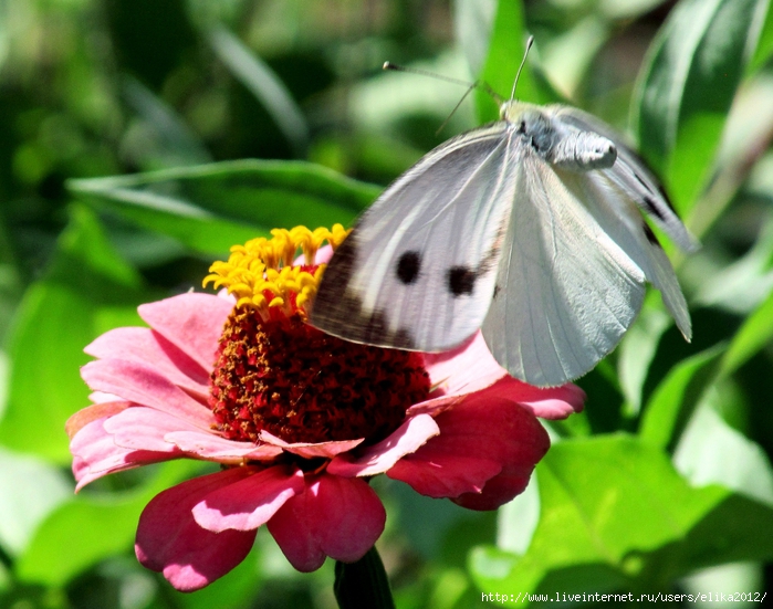 IMG_3605 (700x551, 308Kb)