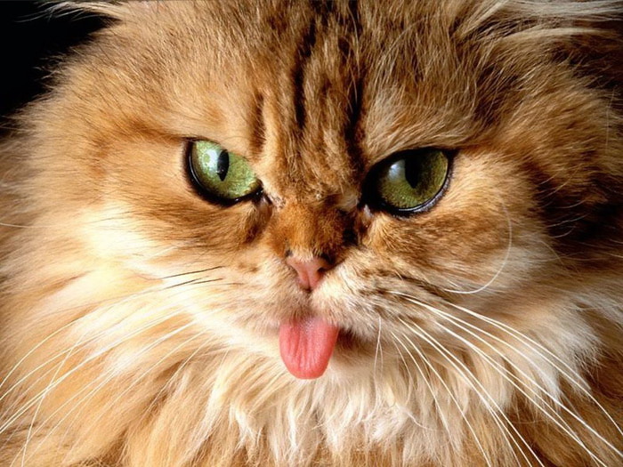 wallpapers_cats_9 (700x525, 132Kb)