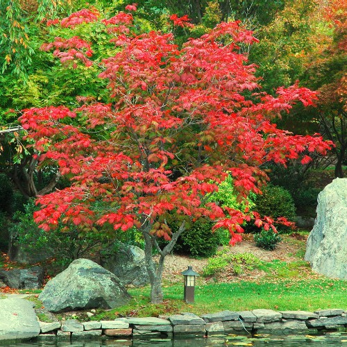 925326_japanese_garden_plant_324 (500x500, 158Kb)