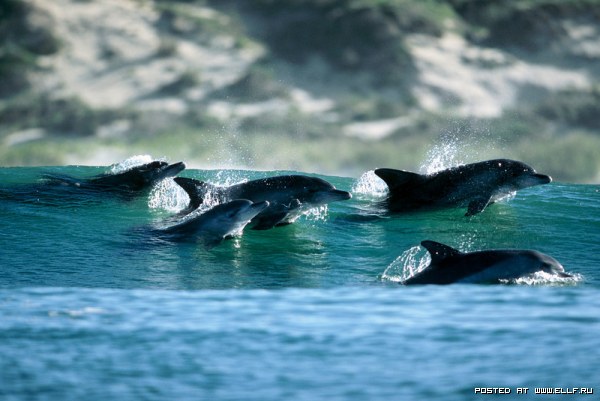 Дельфины Грега Хаглина - Фото 7 (600x401, 52Kb)