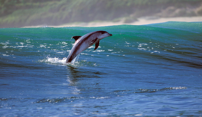 Дельфины Грега Хаглина - Фото 13 (700x406, 98Kb)
