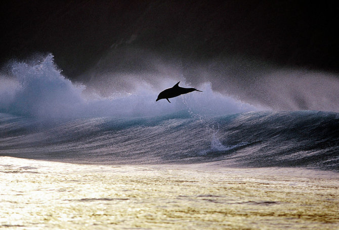 Дельфины Грега Хаглина - Фото 16 (670x455, 75Kb)