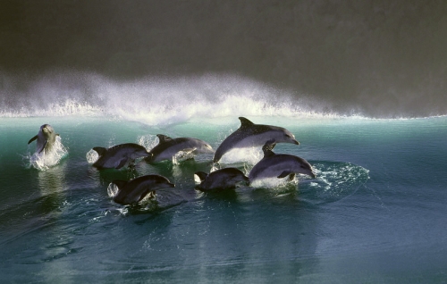 Дельфины Грега Хаглина - Фото 21 (500x318, 110Kb)