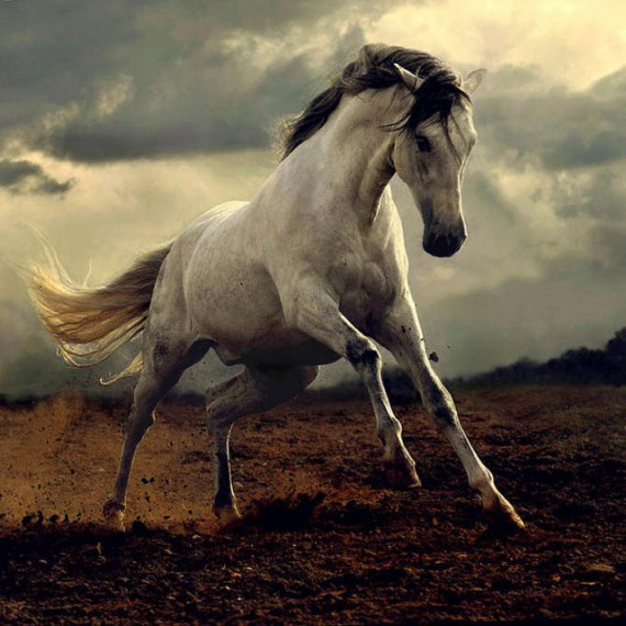 Фотографии лошадей Войтека Квятковски 9 (570x570, 80Kb)