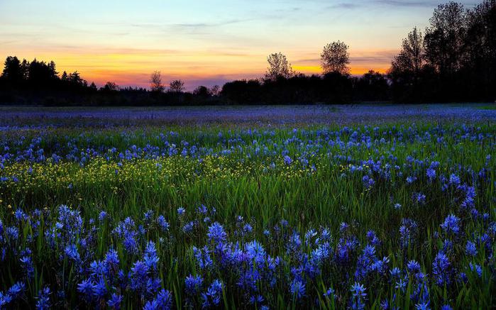 Скачать обои Природа, поле, утро, роса, цветы - картинка #10929 c разрешением 1920x1080