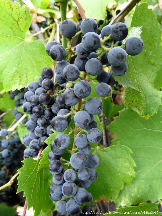 IMG_4308 (525x700, 358Kb)