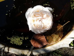  DSCF1469.jpg22 (700x525, 237Kb)