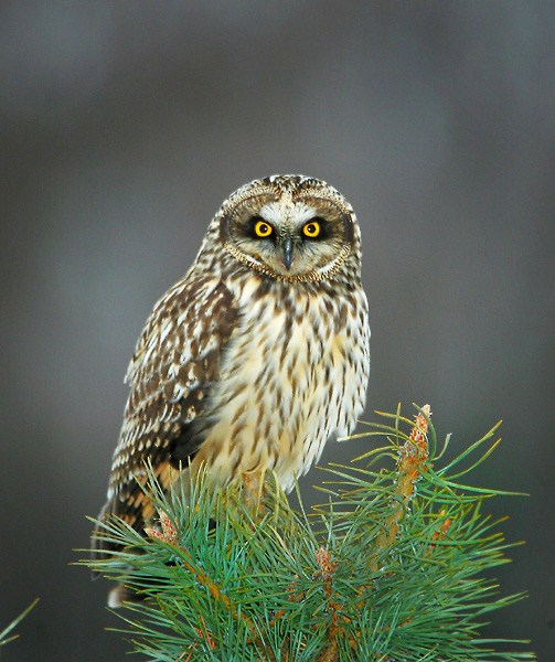 AJH-short-eared-owl (503x600, 106Kb)