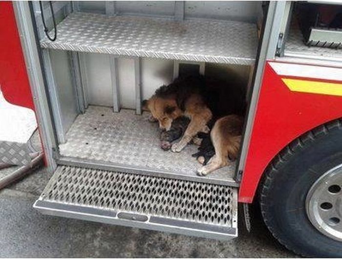 http://img1.liveinternet.ru/images/attach/c/6/90/405/90405311_large_mother_dog_saves_her_puppies_05.jpg