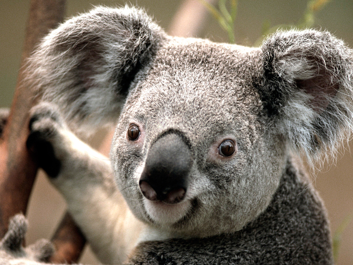 Koala (700x525, 430Kb)