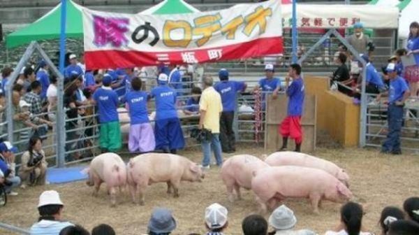 3925073_Rodeo_pig_1 (600x336, 48Kb)