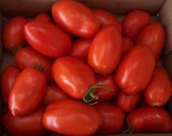 rezept-prigotovlenia-pomidor (250x197, 38Kb)