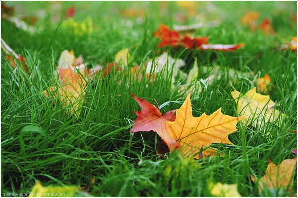 autumn_1 (600x400, 147Kb)