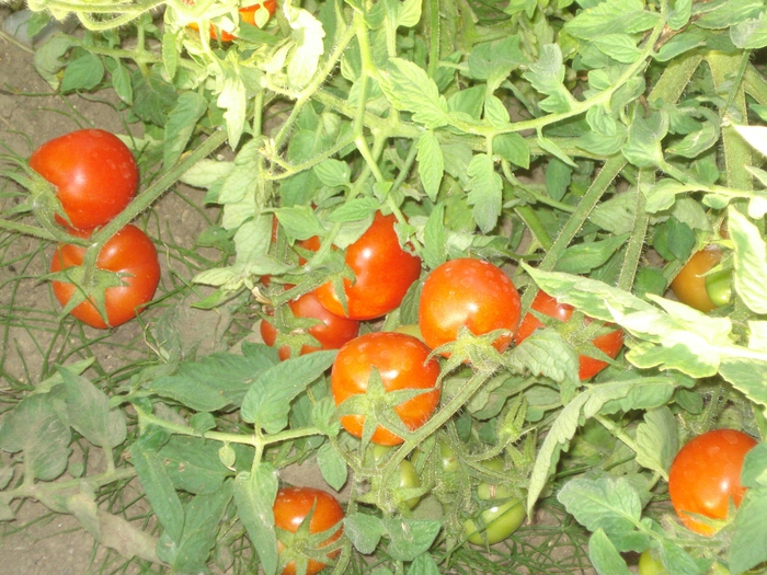 DSC08845 (700x525, 345Kb)