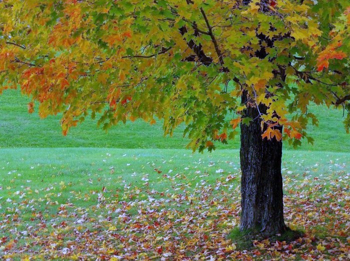 autumn-tree (700x523, 153Kb)