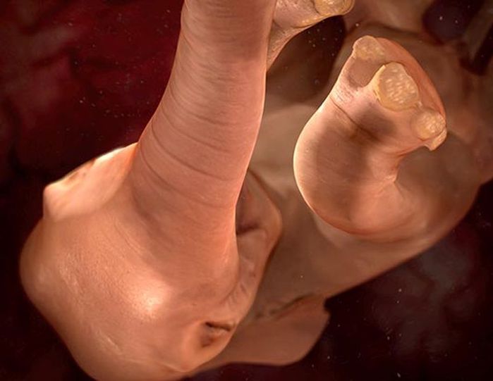 womb (2) (700x541, 34Kb)