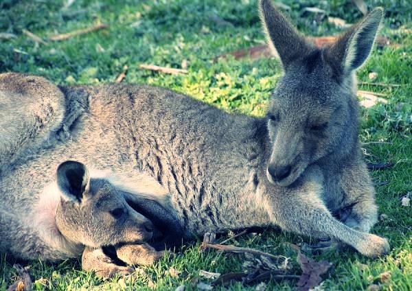 Детеныши кенгуру в маминых сумках