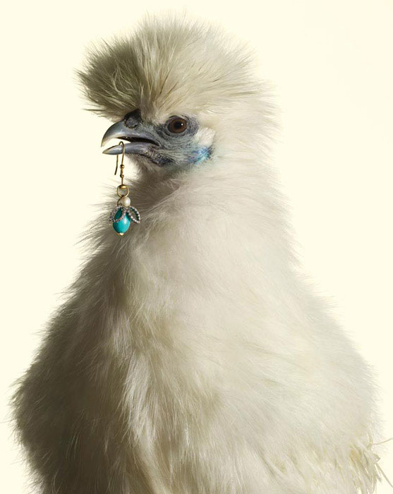 Luxury Chicks гламурные курицы фото 1 (557x700, 51Kb)