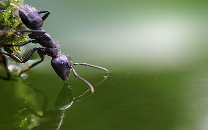 муравей фото 2 (700x437, 39Kb)