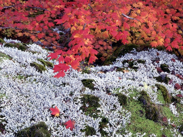 Autumn Vine Maple and Lichens (700x525, 416Kb)